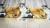 Akita cicával 7 részes ágynemű garnitúra